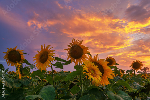 Industrial cultivation of sunflower seeds for the production of vegetable oil.