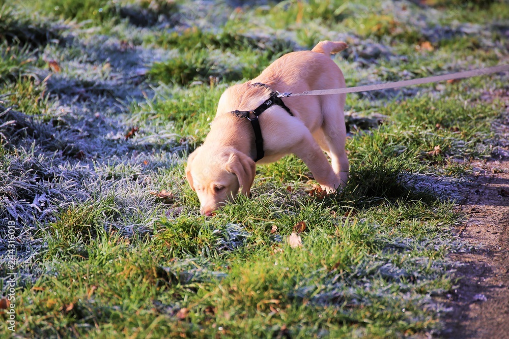 An Image of a labrador dog An Image of a labrador dog