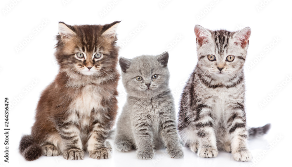 Group of  cats sitting in front view. isolated on white background
