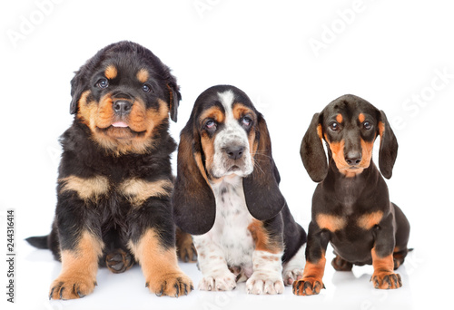 Group of purebred puppies. isolated on white background