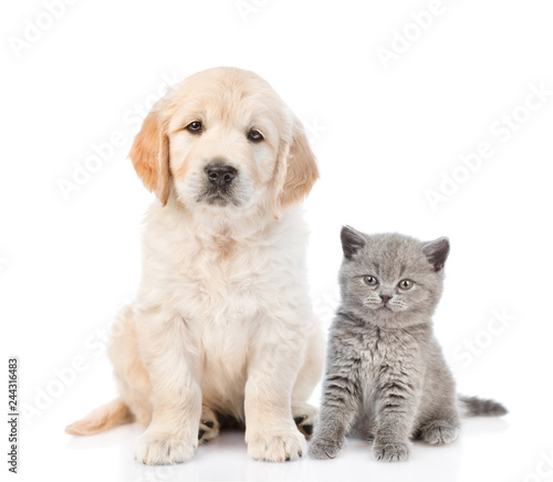 Fototapeta Naklejka Na Ścianę i Meble -  Golden retriever puppy sitting with gray kitten. isolated on white background