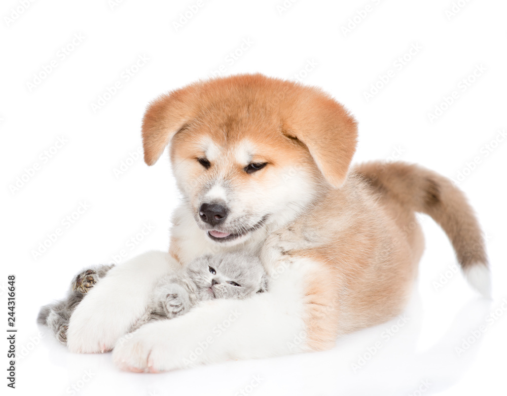 Playful Akita inu puppy hugging baby kitten. isolated on white background Playful Akita inu puppy hugging baby kitten. isolated on white background
