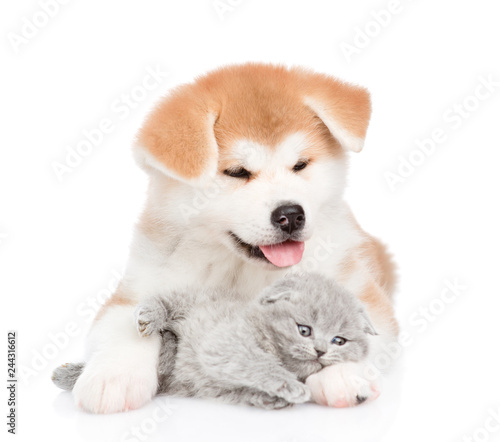 Akita inu puppy embracing sleepy kitten. isolated on white background