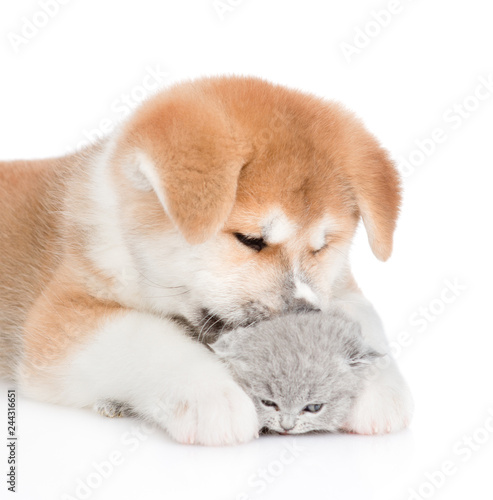Close up Akita inu puppy licking baby kitten. isolated on white background