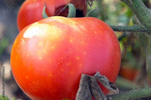 tomatoes in the garden photo