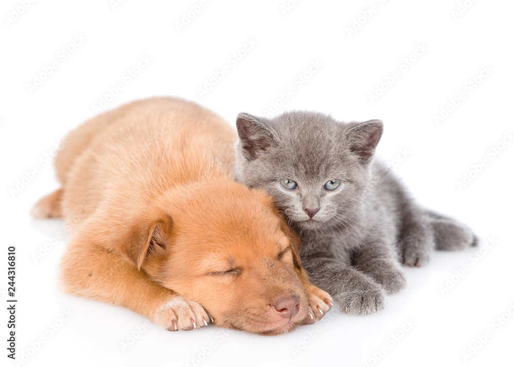 Baby kitten and sleepy puppy. isolated on white background