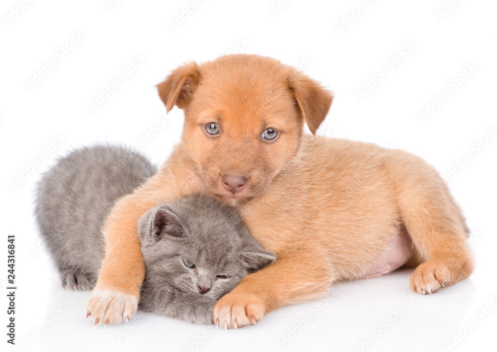 Mixed breed puppy embracing kitten. Isolated on white background Mixed breed puppy embracing kitten. Isolated on white background