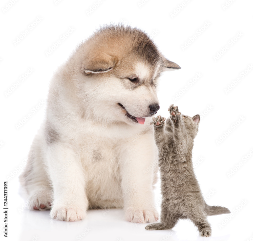 Alaskan malamute puppy with playful kitten. isolated on white background Alaskan malamute puppy with playful kitten. isolated on white background