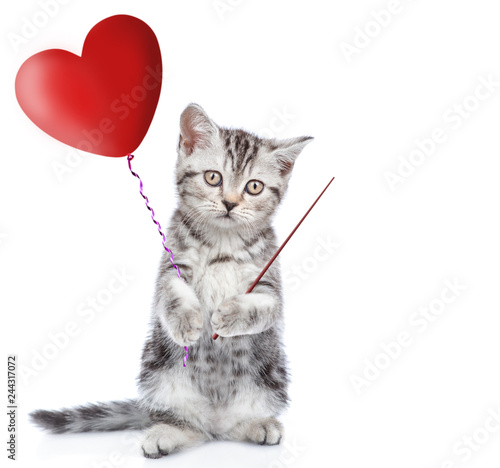 Kitten holding a heart shaped balloon and pointing on empty space. isolated on white background