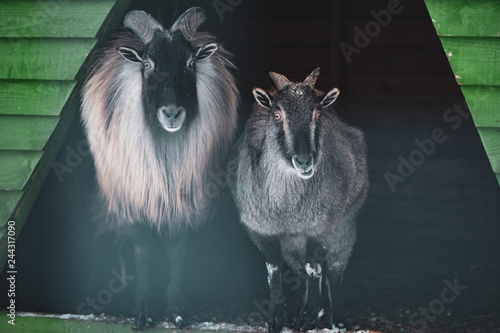   Cute  Male and Female  Himalayan tahr (Hemitragus jemlahicus) . Looking at camera. Funny photo of a pair of animals photo