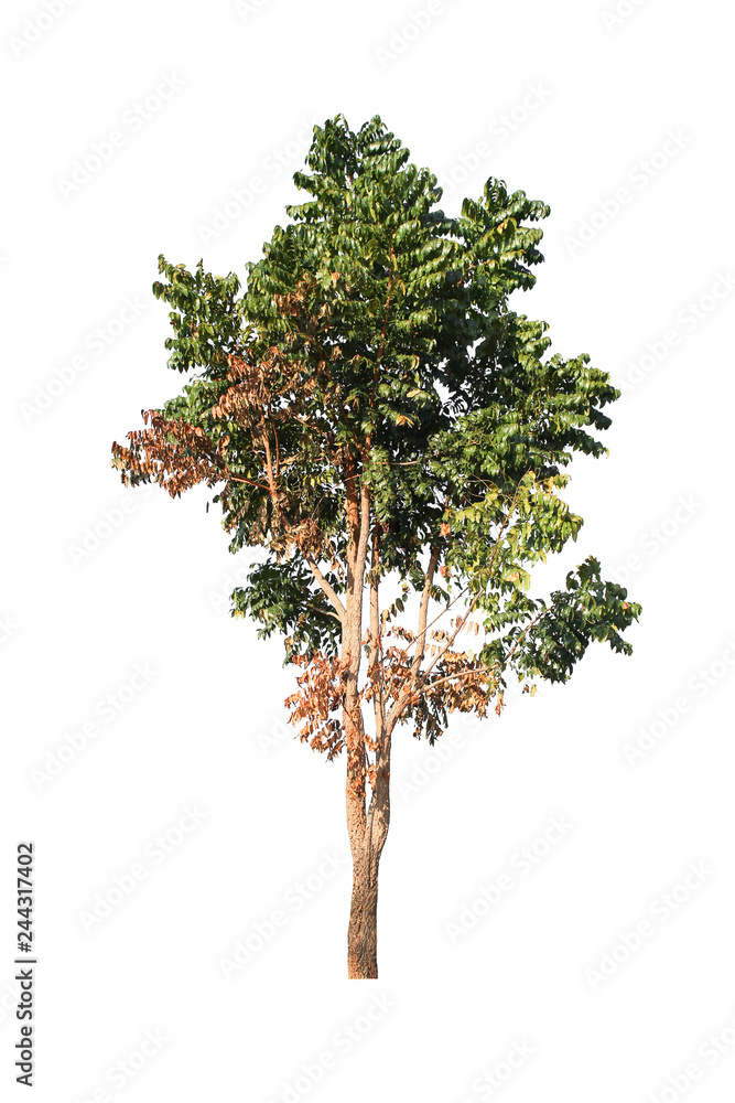 Collection tree in the nort of Thailand isolated on white background. Asian tree of Isolated on white background.