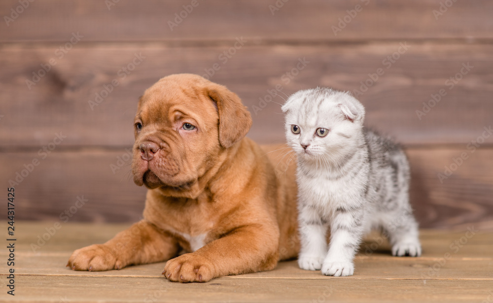 Puppy with kitten on wooden background looking away