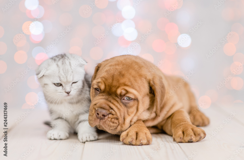 Obraz premium Cute puppy and baby kitten together on Christmas holidays background