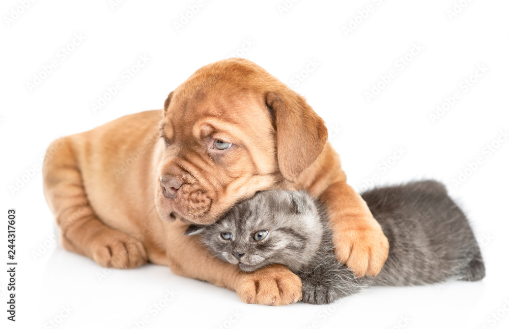 Bordeaux puppy embracing kitten an dlooking away. isolated on white background