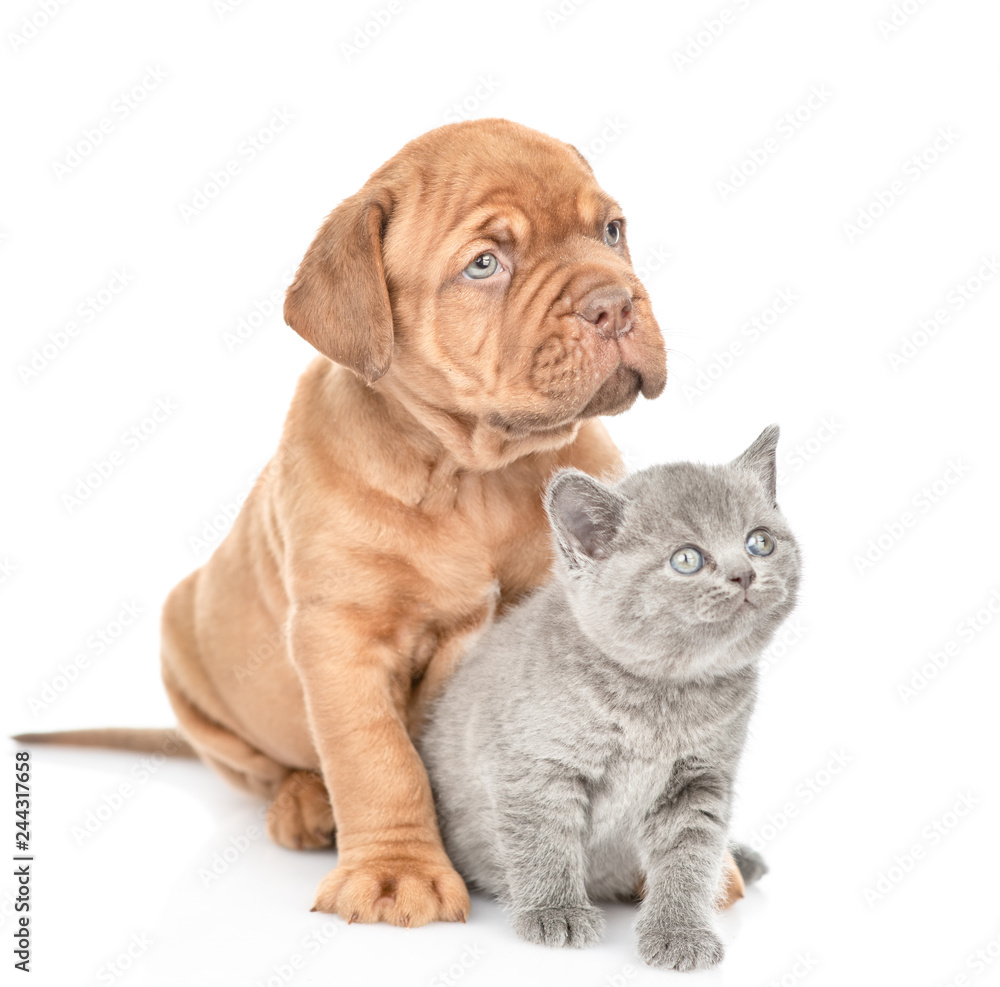Bordeaux puppy and gray kitten looking up together. isolated on white background Bordeaux puppy and gray kitten looking up together. isolated on white background