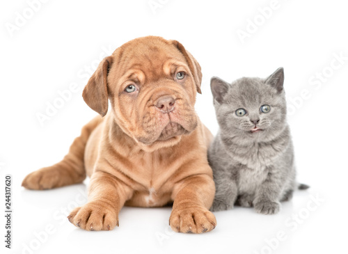 Mastiff puppy lying with tiny kitten in front view and looking at camera. isolated on white background