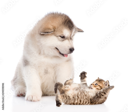 Alaskan malamute puppy with playful kitten. isolated on white background