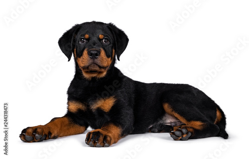 Cute purebred Rottweiler dog pup laying down side ways  head up looking with sweet eyes straight ahead at camera. Isolated on white background.