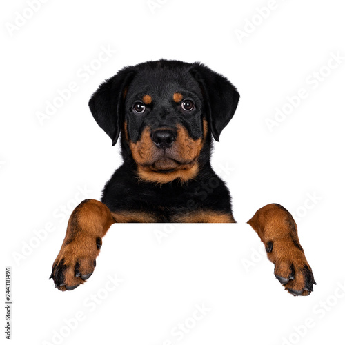 Head shot of cute purebred Rottweiler dog pup hanging with paws over white banner   edge   area. Cute face looking with sweet eyes to lens camera. Isolated on white background.