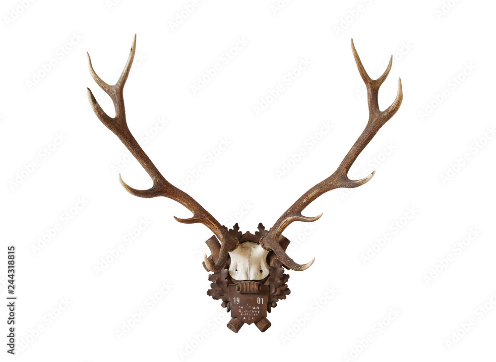 Obraz Antlers from a huge stag mounted on wood board, hunted in 1901