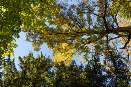 Branches of trees with yellow-green leaves against the blue sky. Bottom view.