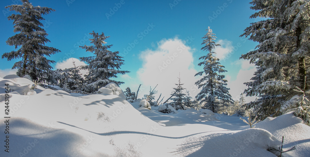Obraz premium Winter auf dem Schliffkopf im Schwarzwald