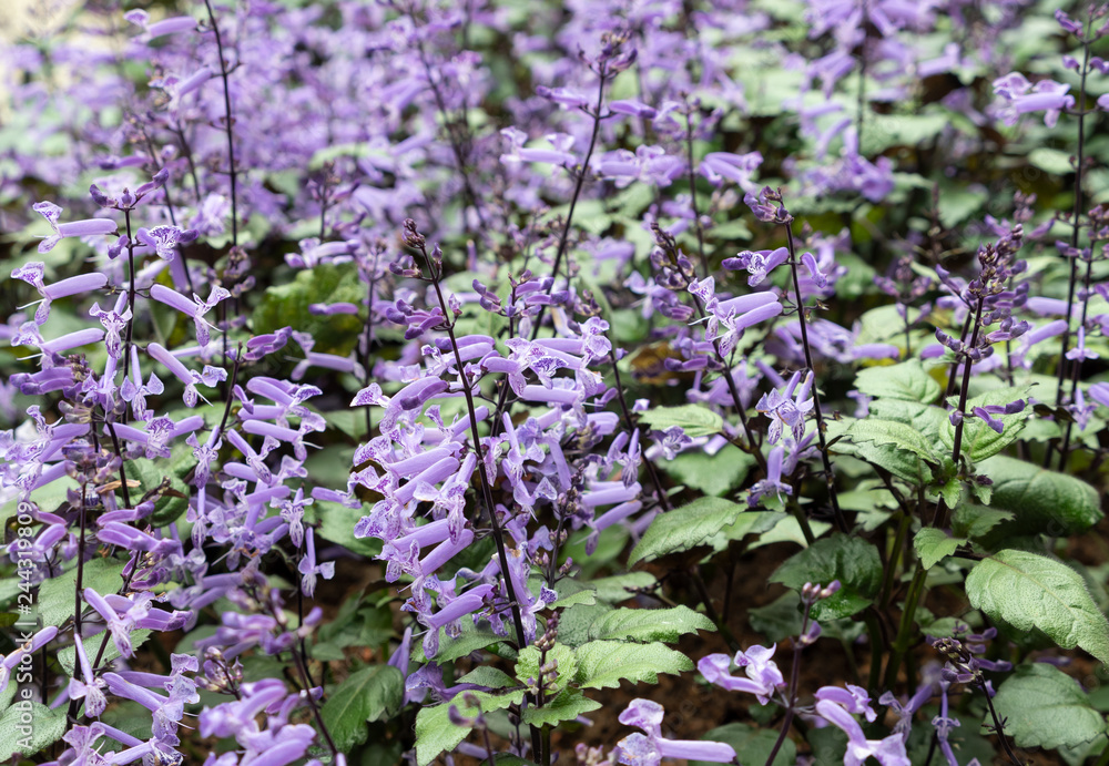 Obraz premium Purple flower row.