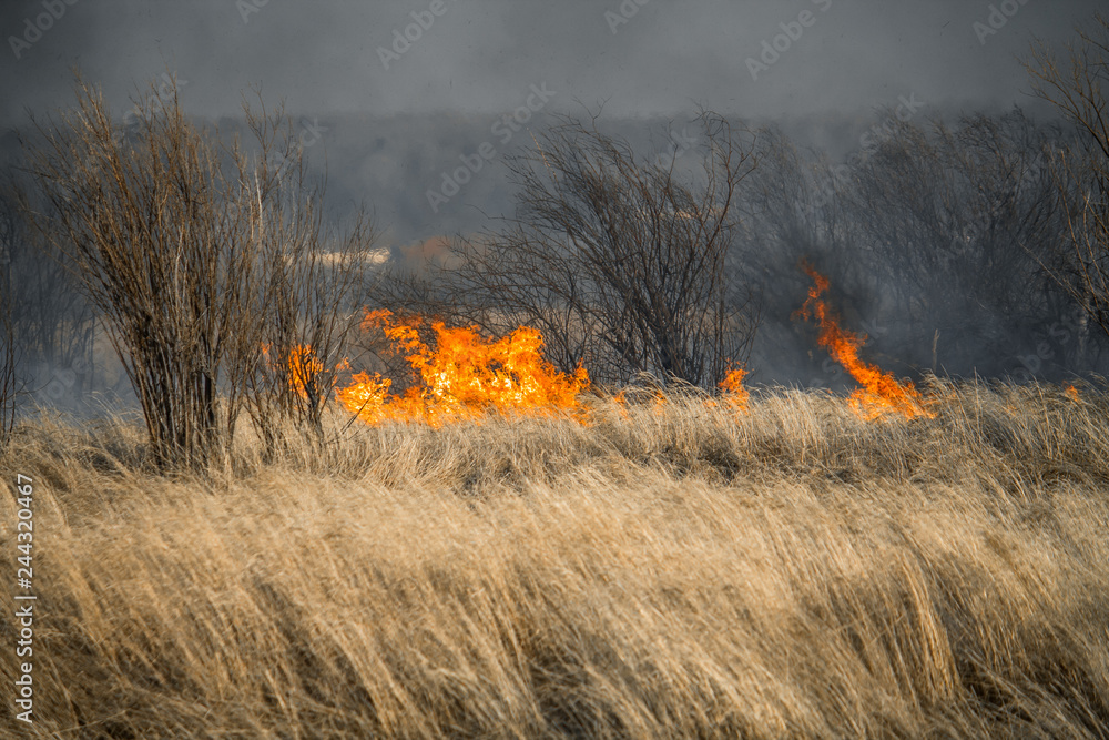 Nature disaster, environmental problem of air pollution. Fire in a forest