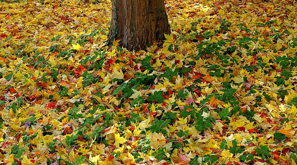 Colorful leaves around a tree on the ground Colorful leaves around a tree on the ground
