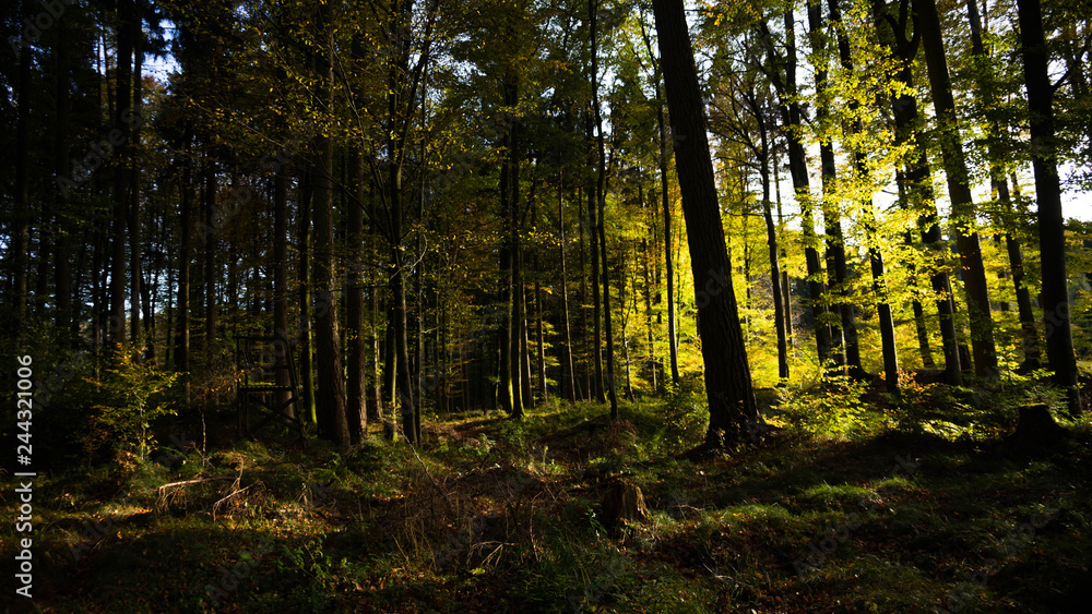 Obraz premium Waldlandschaft