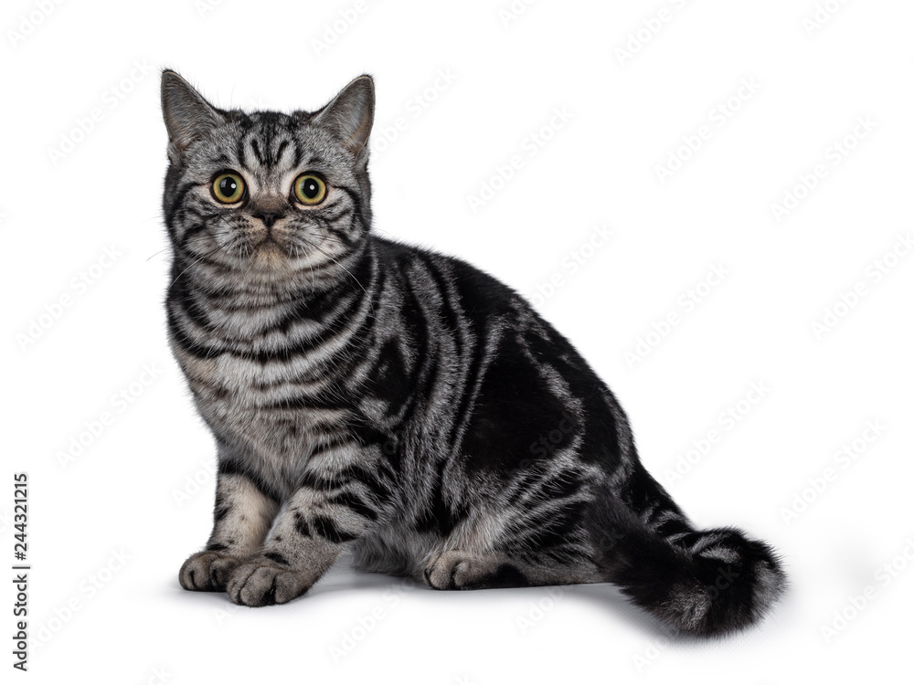 Cute dark tabby British Shorthair cat kitten, sitting side ways looking at camera. Tail hanging from edge. Isolated on white background.