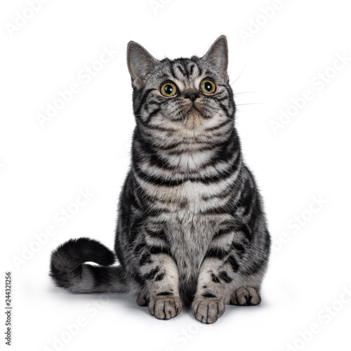 Cute dark tabby British Shorthair cat kitten, sitting facing front looking side ways above camera. Tail beside body. Isolated on white background. © Nynke