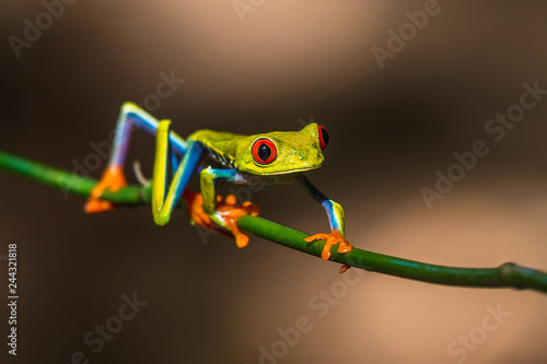 Red-eyed Tree Frog, Agalychnis callidryas, sitting on the green leave in tropical forest in Costa Rica.