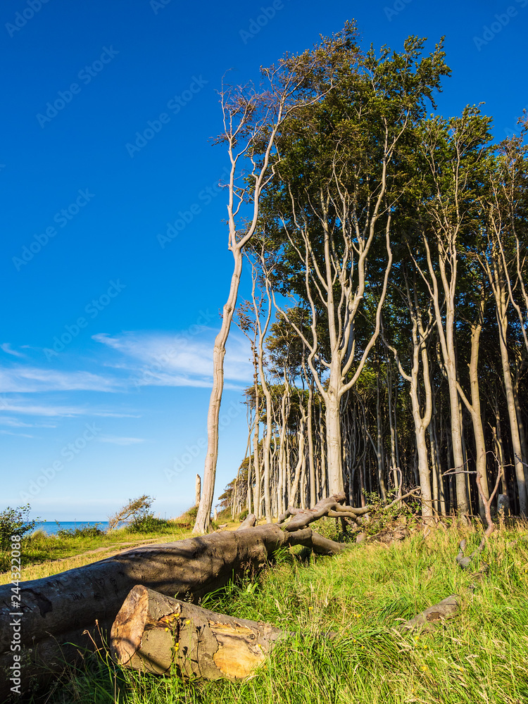 Küstenwald an der Ostsee bei Nienhagen Küstenwald an der Ostsee bei Nienhagen