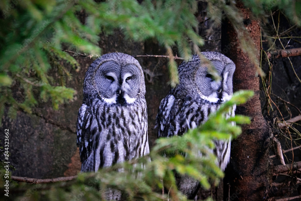 Fototapeta premium Great gray owls sits on a tree