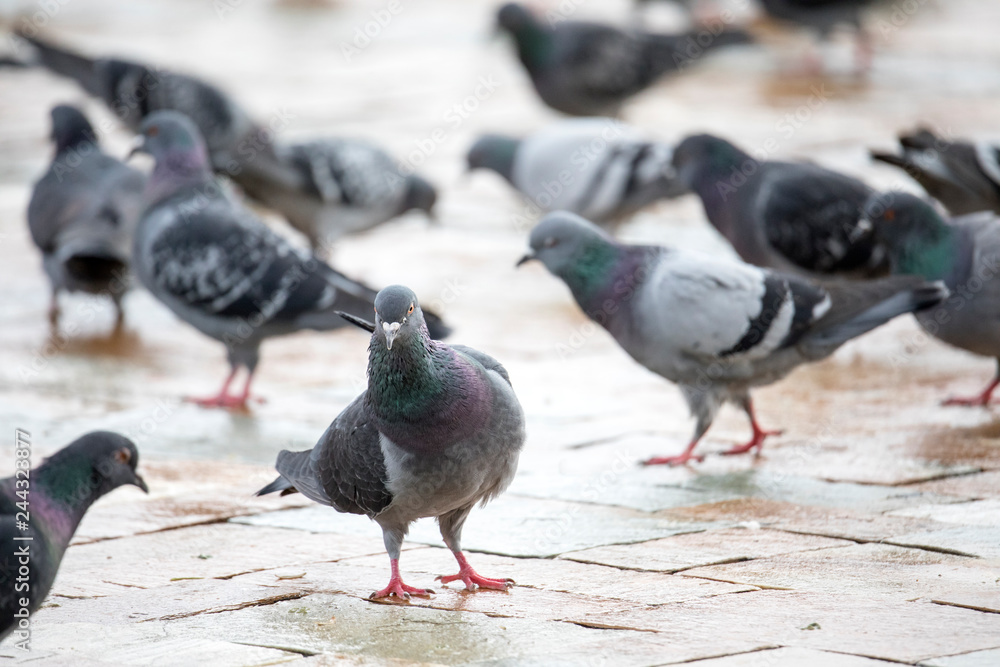 Fototapeta premium Piegony chodzą po podłodze