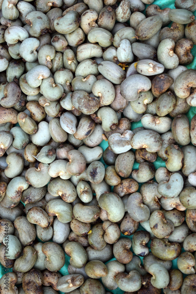 Cashew nuts keep for drying in sunlight