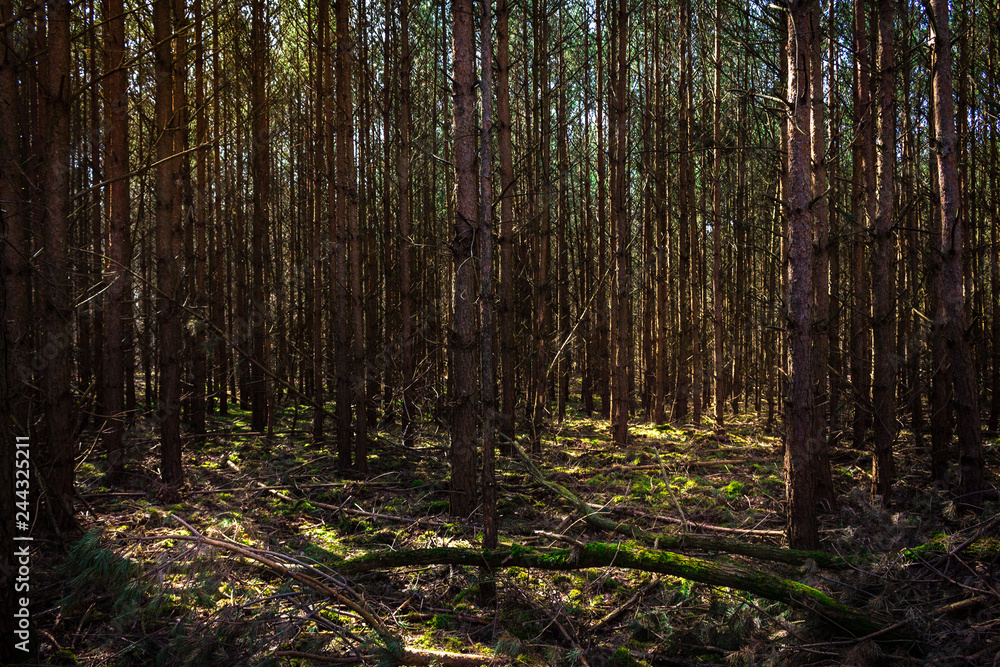 Dichter Wald aus Kiefern mit Boden aus Moos Dichter Wald aus Kiefern mit Boden aus Moos