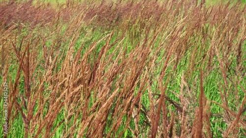 Calamagrostis acutiflora family Poaceae on green field. Golden grass fluttering in the wind in autumn. Beautiful fall rural landscape photo