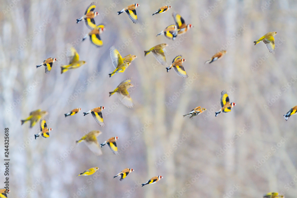 Fototapeta premium pięknie przelatują nad lasem ptaki