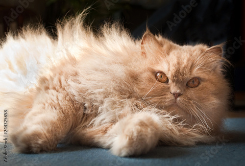 Cute Furry Red Cat Lying on the Floor