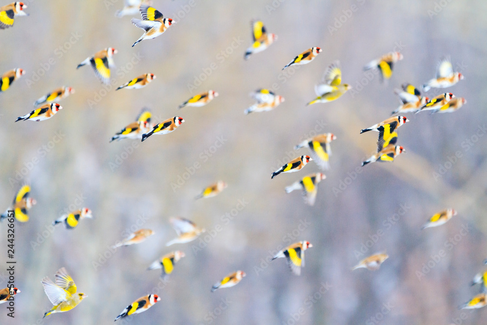 Fototapeta premium szczygły latają nad lasem