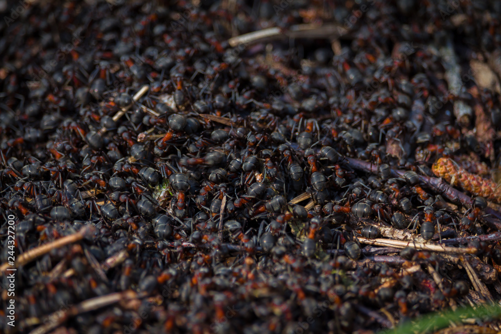 Nahaufnahme von Waldamesen Rot und Schwarz Nahaufnahme von Waldamesen Rot und Schwarz