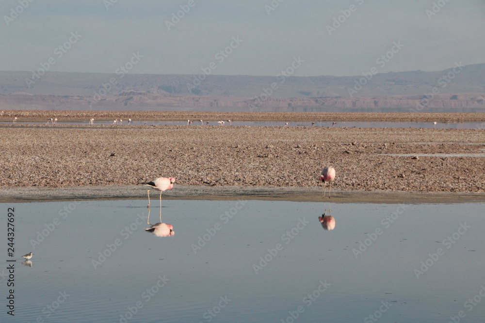 Fototapeta premium Flamants roses