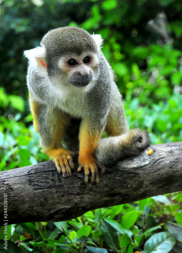 A common Squirrel Monkey sat posed on a large branch in its natural habitat A common Squirrel Monkey sat posed on a large branch in its natural habitat
