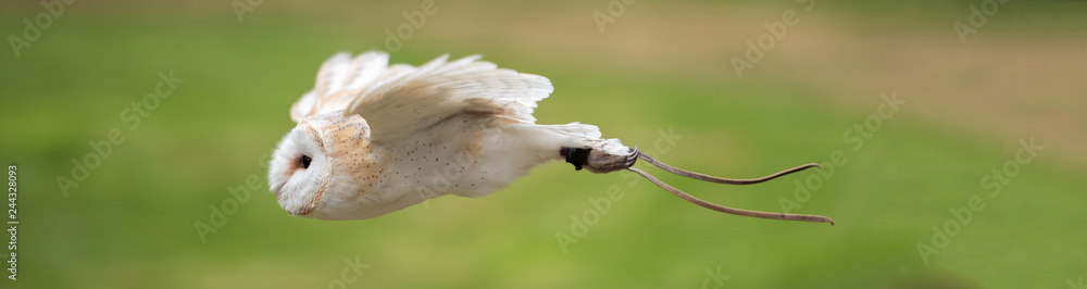 Obraz premium A barn owl in mid flight