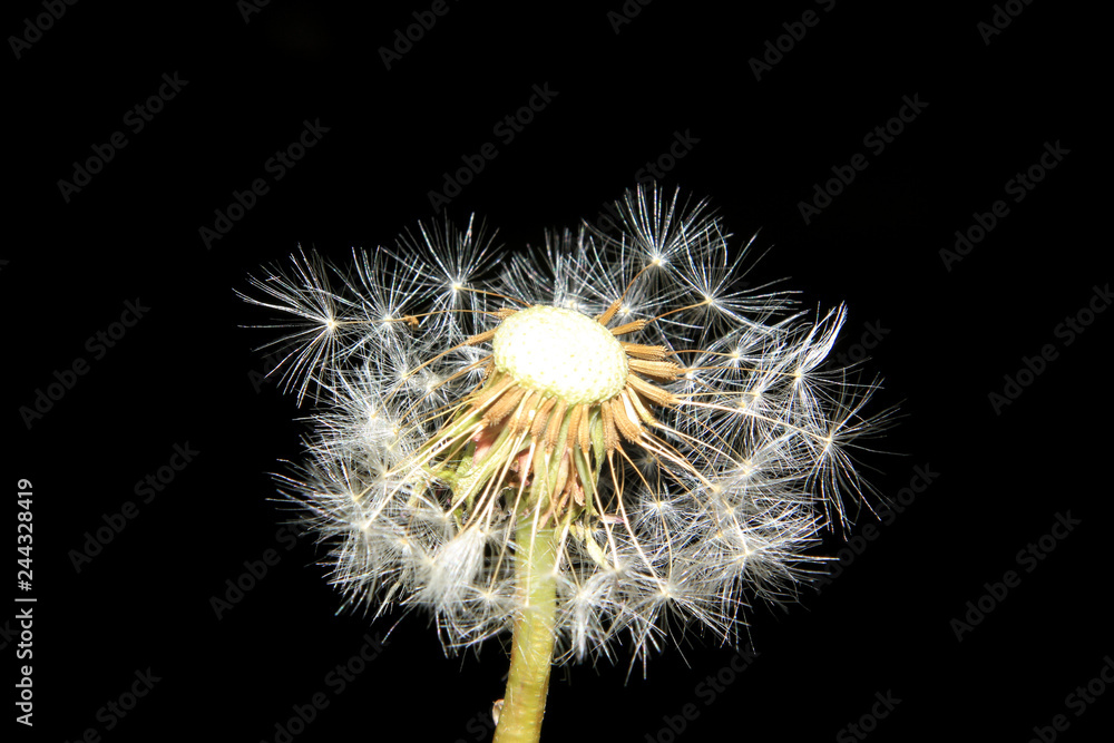 Fototapeta premium Pusteblume