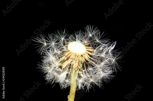 Pusteblume