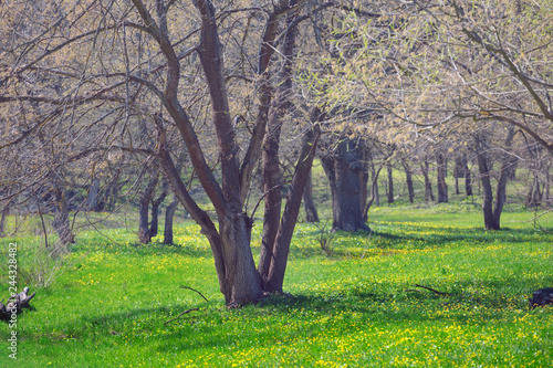 beautiful spring landscape, alone tree among the green grass with flowers