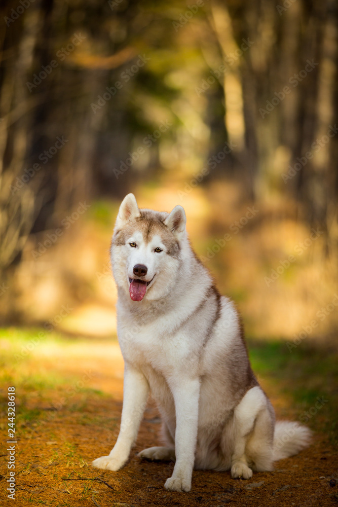 Beautiful, happy and free Beige dog breed Siberian Husky sitting in the bright golden fall forest at sunset